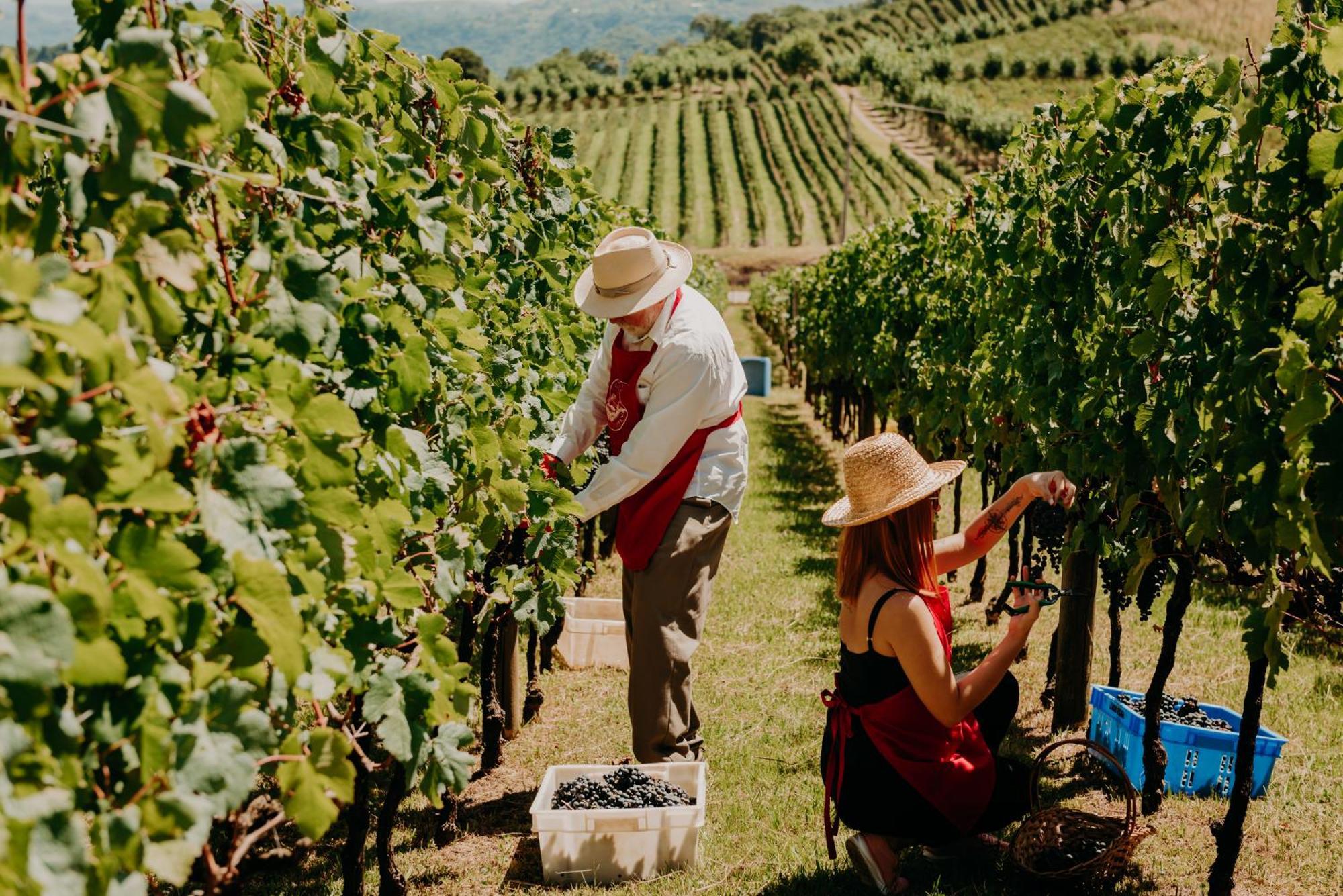 Spa Do Vinho Condominio Vitivinicola Bento Goncalves Bagian luar foto Harvesting grapes in the Okanagan Valley